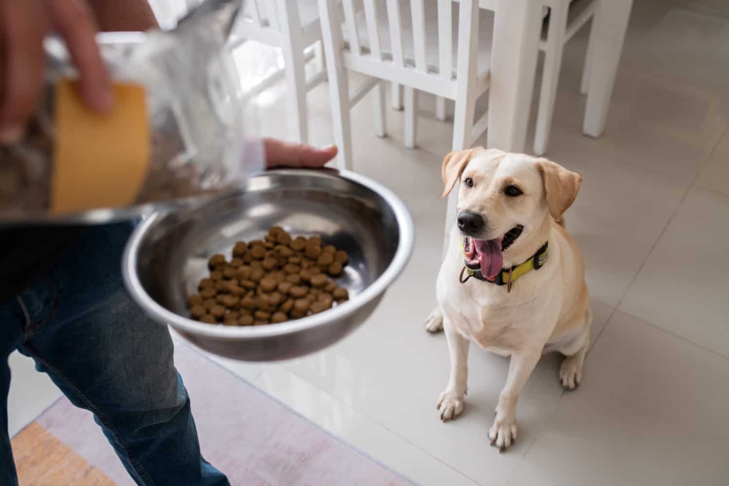 dog food guide for fitness