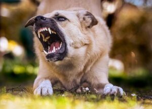 types of dog aggression