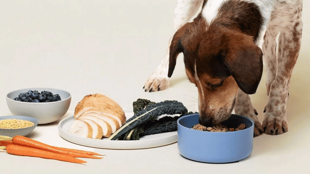 top food for dogs