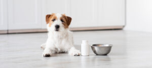 Calcium Supplement for dogs