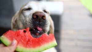 Which Fruits are good for dogs