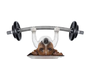 dog health fitness