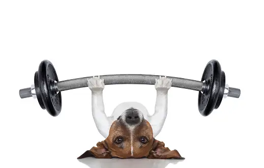 dog health fitness