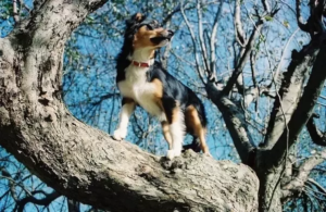 Dog Climbing Tress