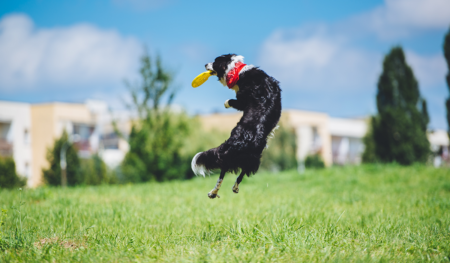 Innovative Dog Training Exercises to Keep Your Canine Companion Engaged