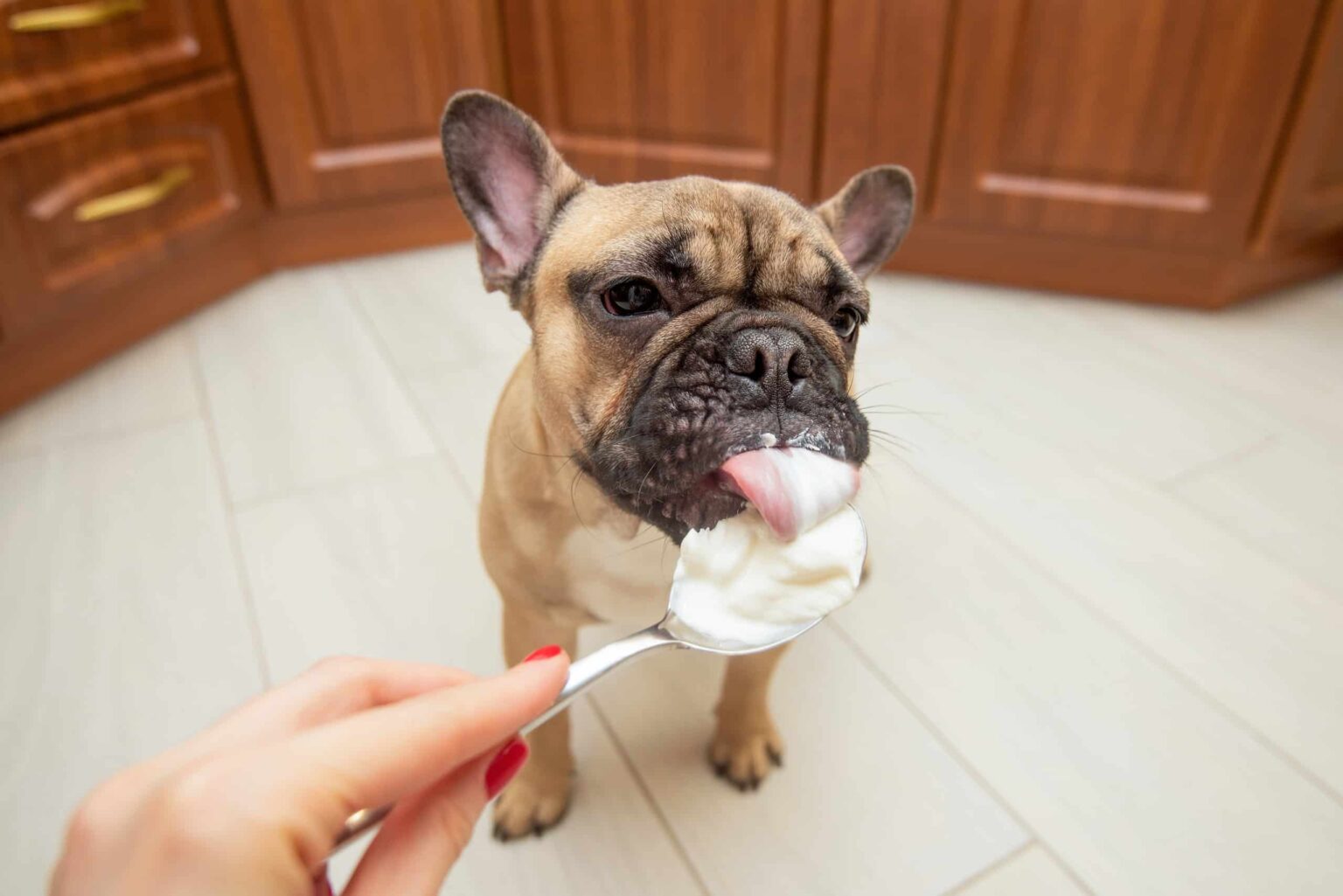 Can Dogs Eat Sour Cream