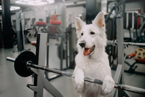Dog Fitness Exercise