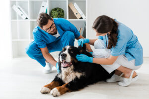 veterinary care for fitness