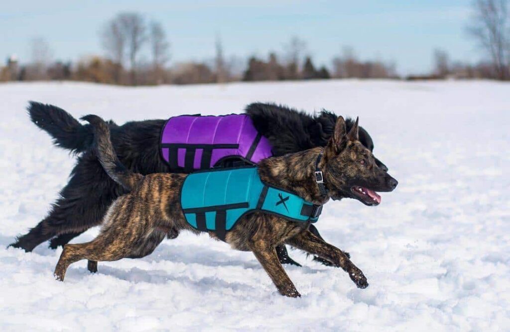 Dog Weight Vests Benefits and Considerations