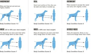 dog body condition guide