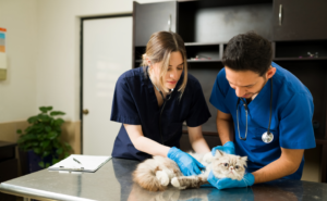 Veterinary Care for Fitness: Ensuring the Well-being of Your Pets