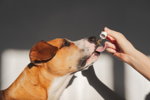 Understanding Food Supplements for Dogs