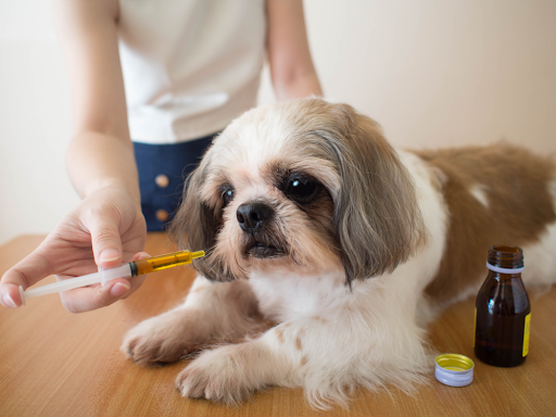 ﻿Doggy Diets Made Easy – A Look at Nutrition Supplements For Dogs