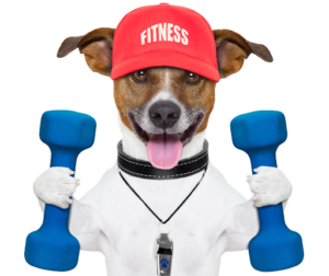 Easy Exercise Plan for Dogs