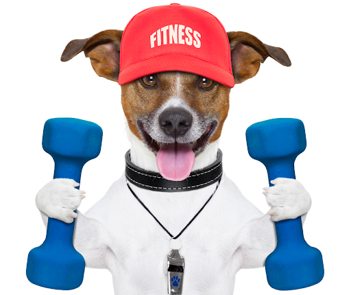 Quick and Easy Exercise Plan for Dogs at Home