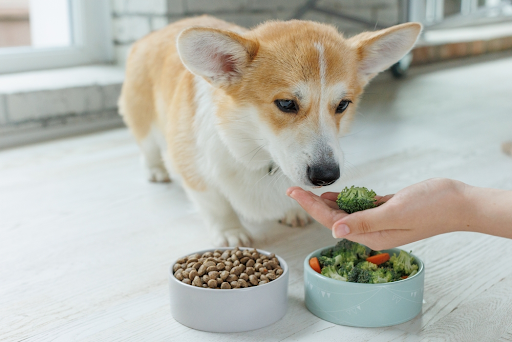 Feed Your Dog Right – Easy Homemade Best Dog Fitness Food