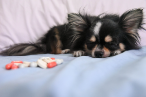 Food Supplements for Dogs