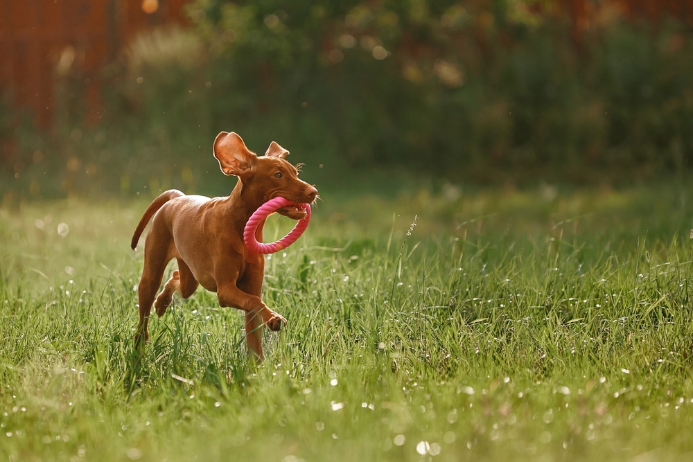 Best Ideal Exercise Plan for Dogs to Keep Them Healthy and Happy