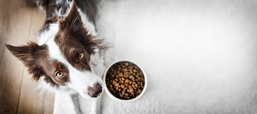 Keep Your Dog Strong – Learn About the Best Healthy Diet for Dogs!