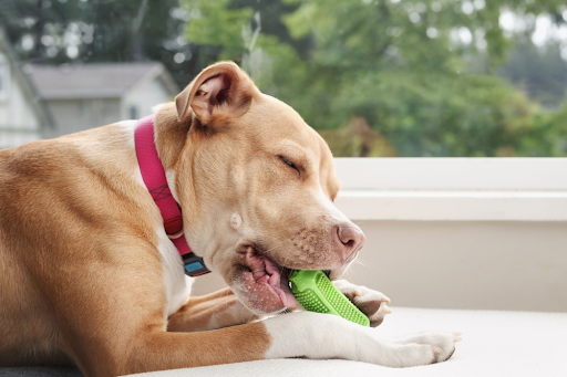 All About Dog Chew Toys – How They Keep Your Dog Happy and Healthy
