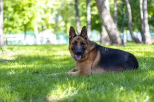 overweight german shepherd