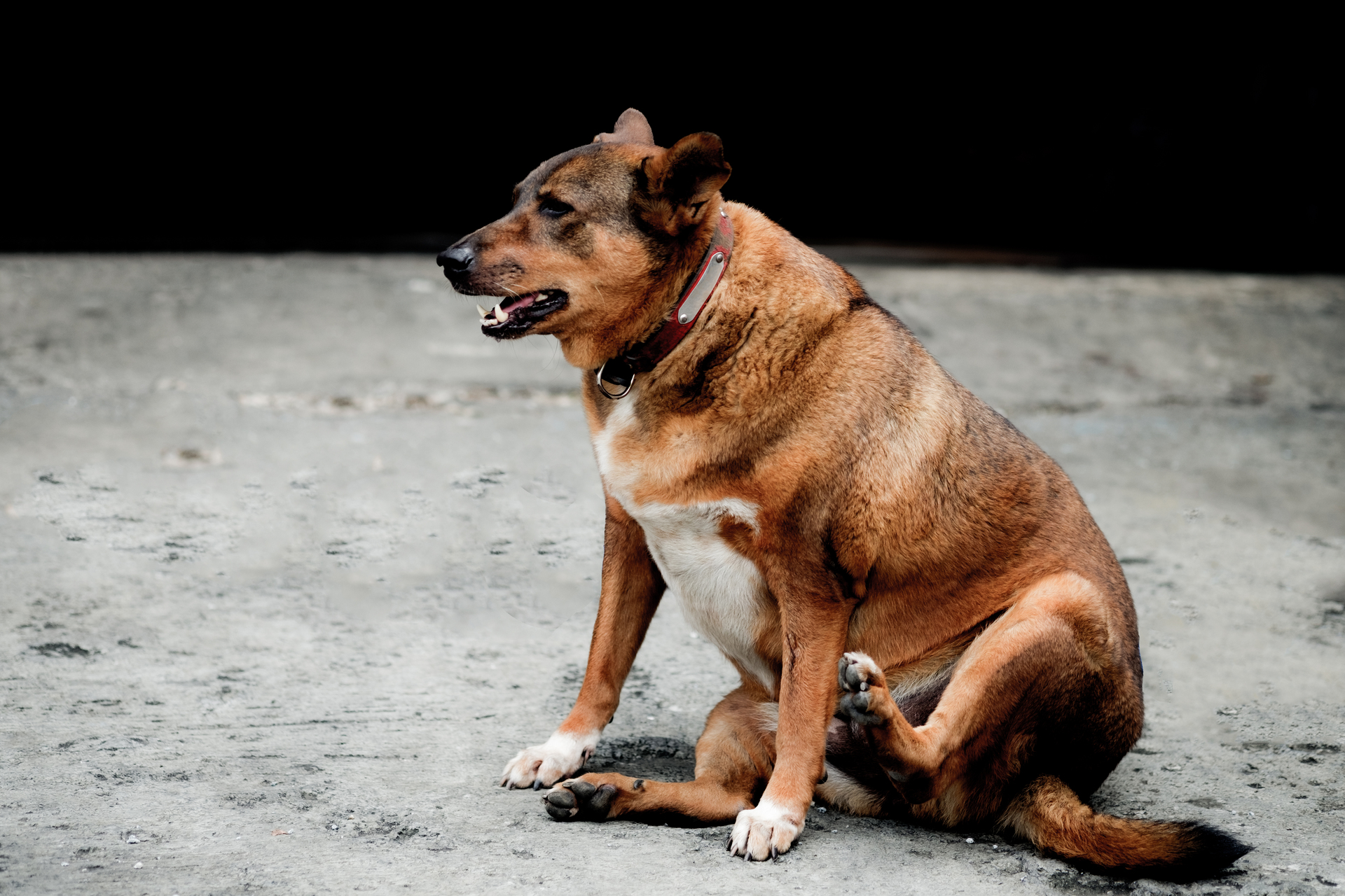 overweight dog for weight loss exercise