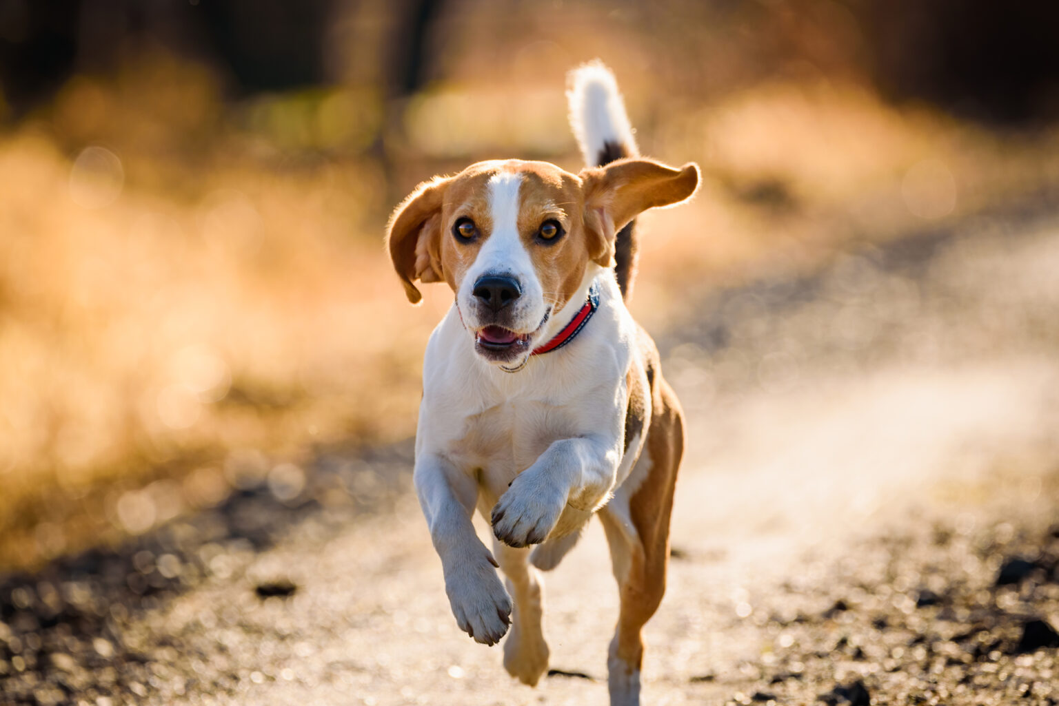 Dog Beagle running fast and jumping with tongue out on the rural path. Pet background