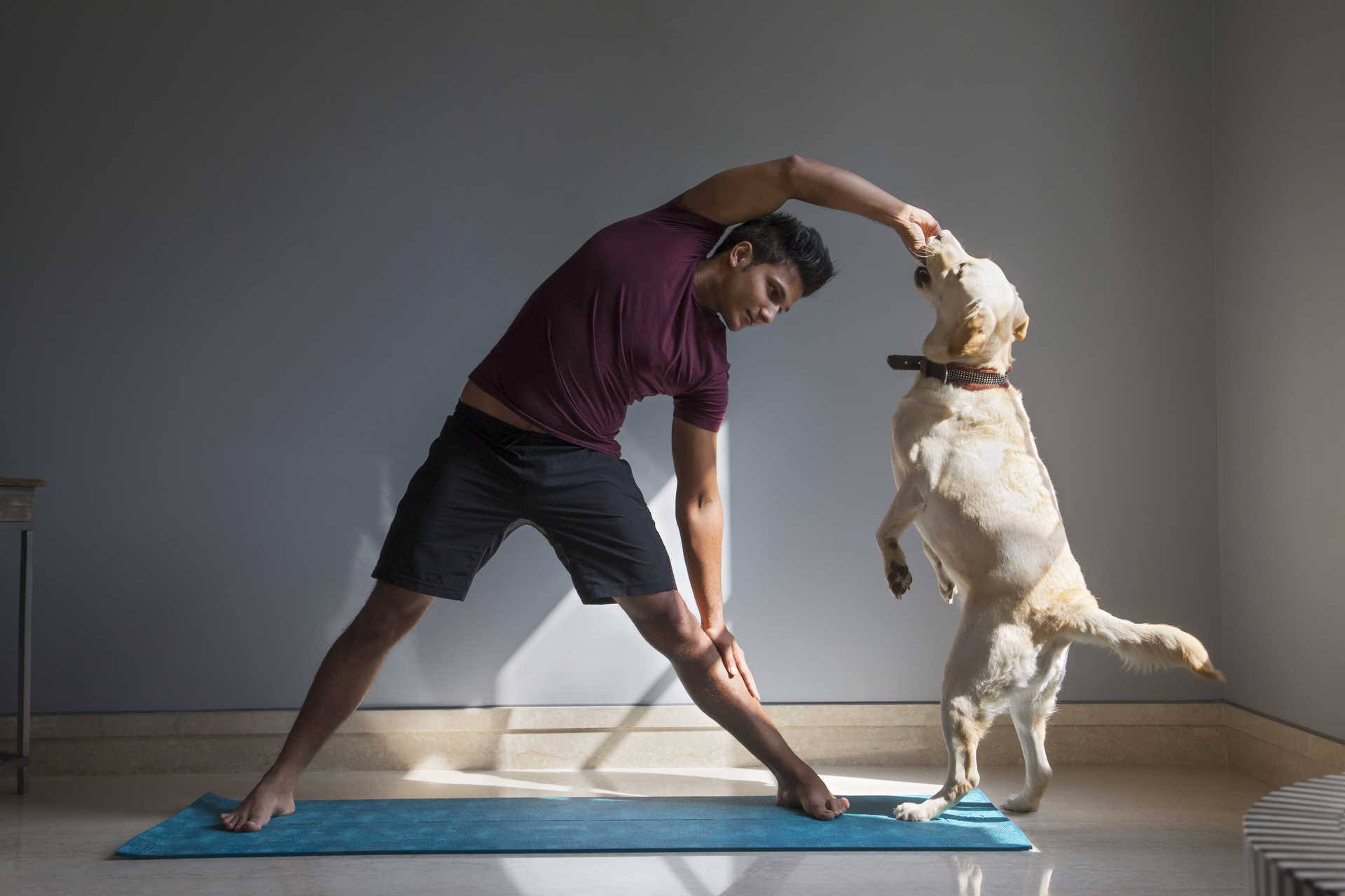 overweight dog exercise