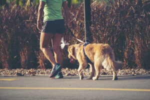 dog walking outdoors for daily exercise routine