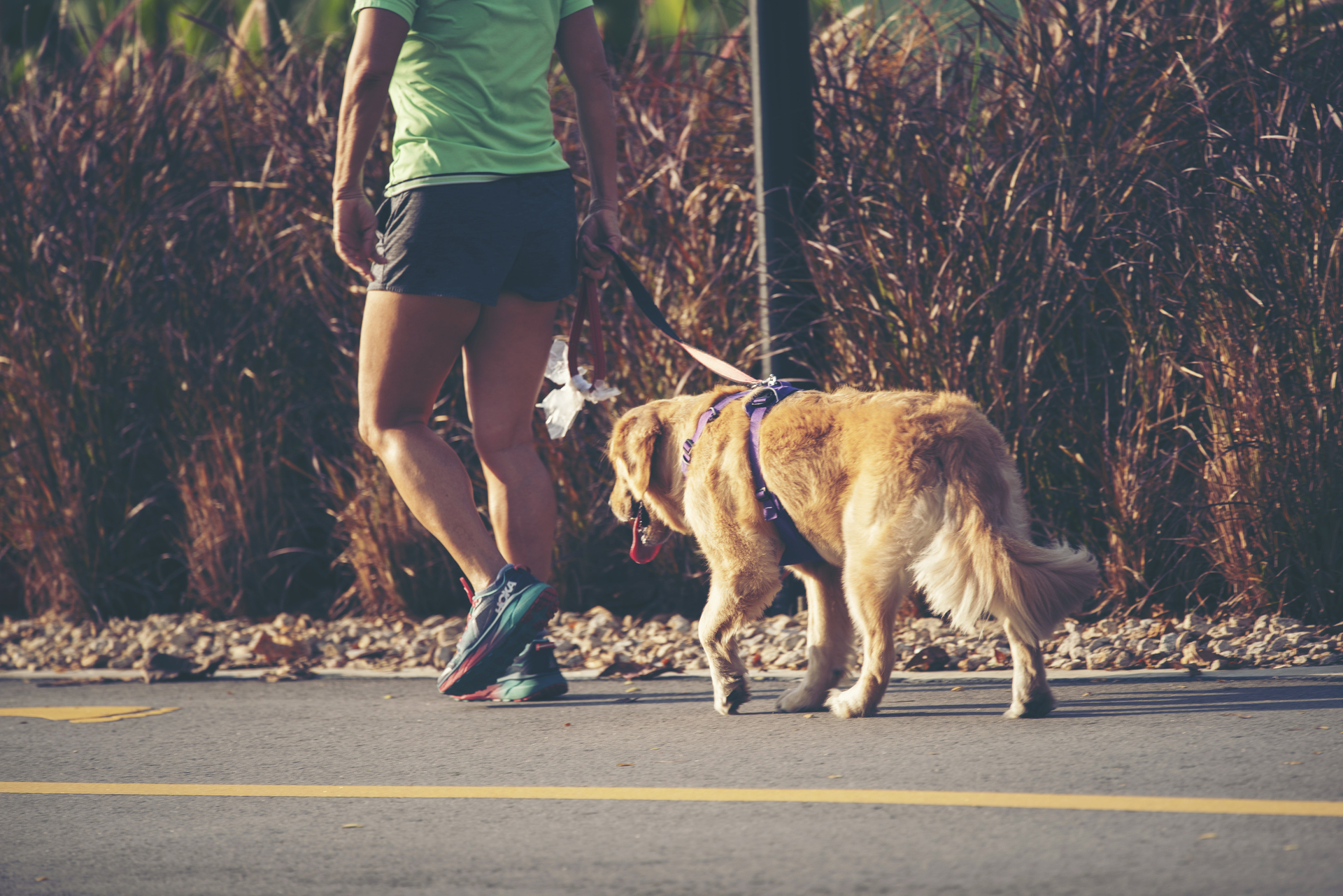 dog walking outdoors for daily exercise routine
