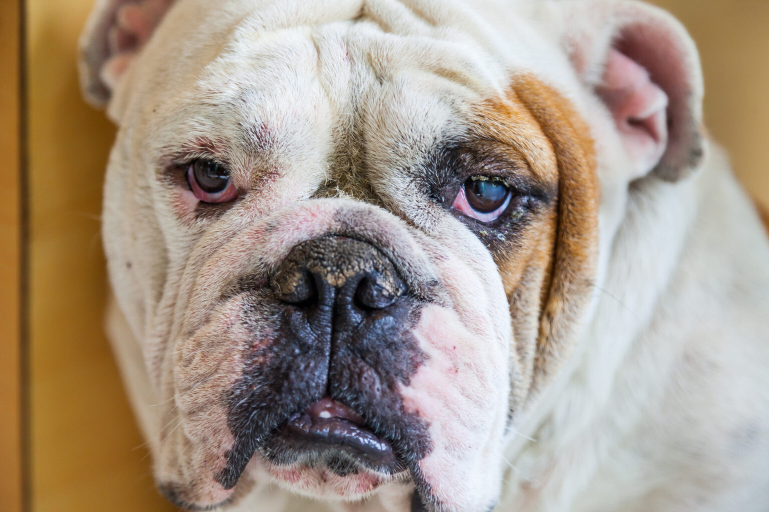 English Bulldog looking