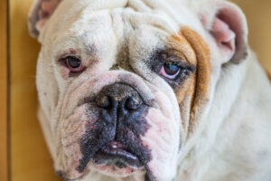English Bulldog looking