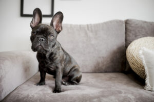 french bulldog exercise