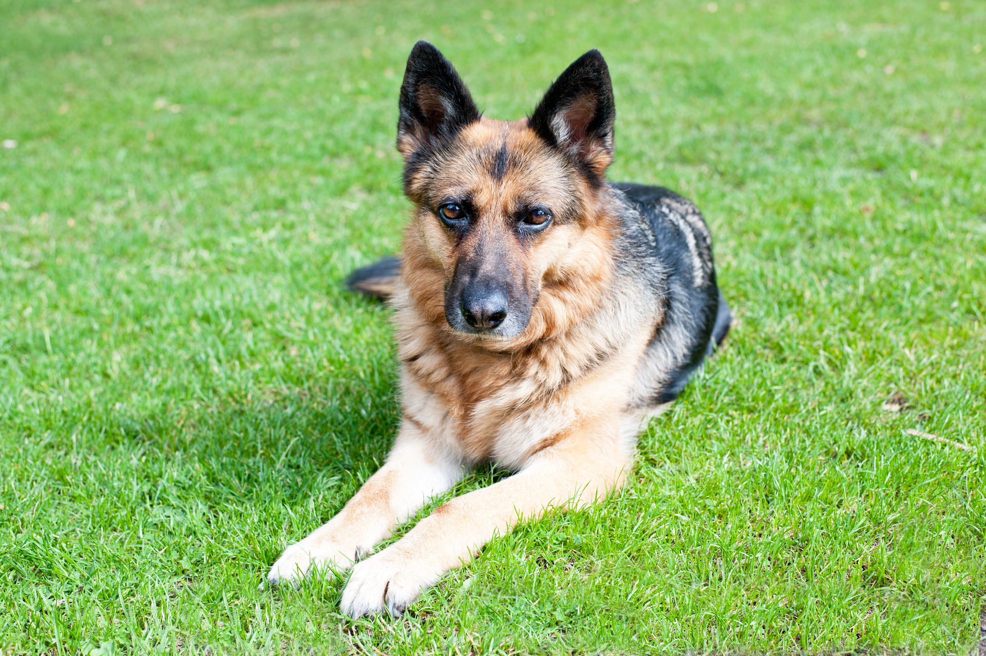 How Much Exercise Does a German Shepherd Need? (Daily Guide)