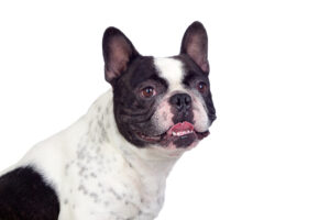 overweight french bulldog