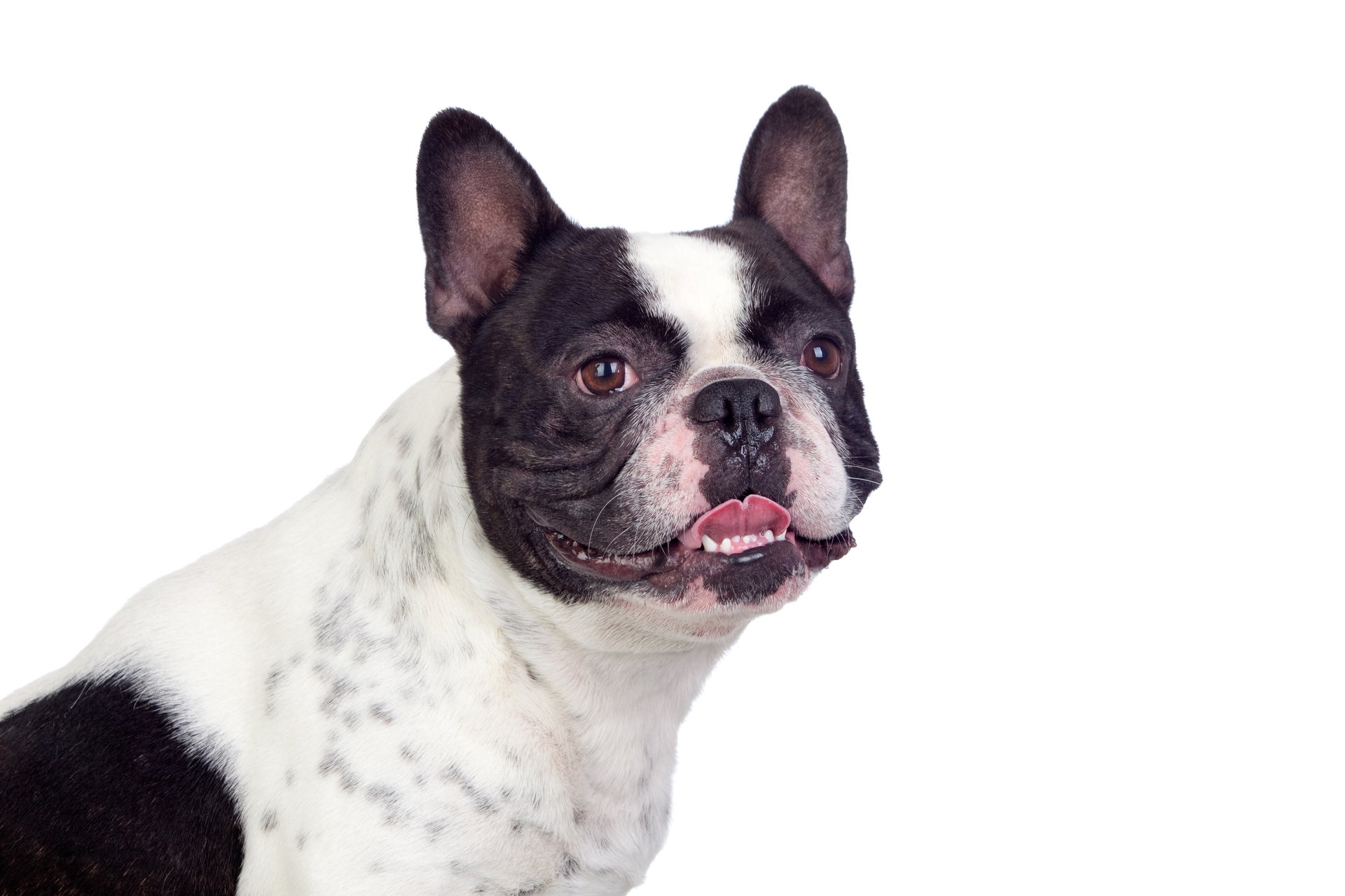 overweight french bulldog