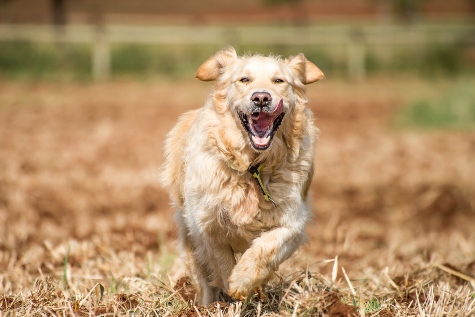 Golden Retriever Running