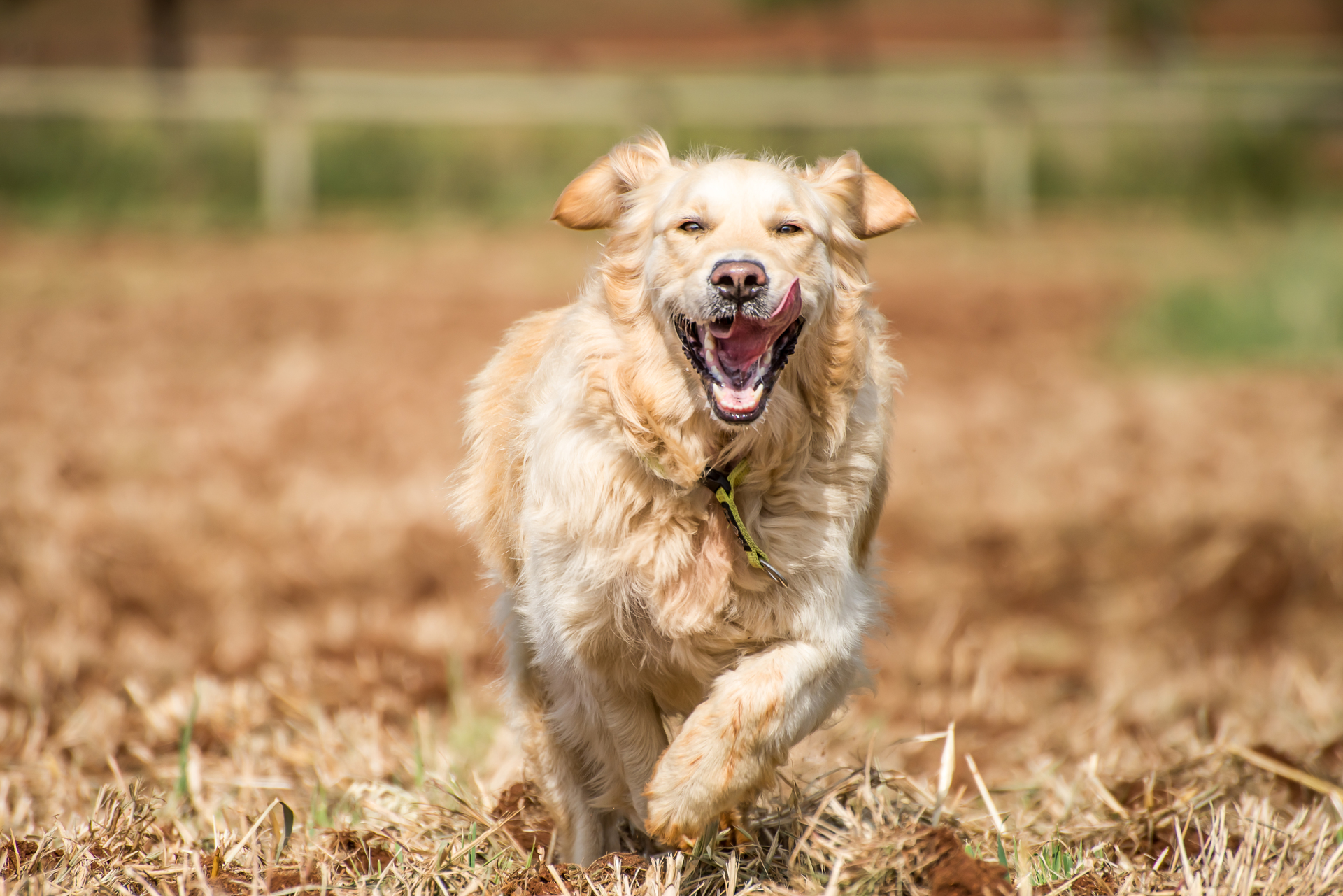 Golden Retriever Running