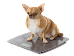 dog standing with visible waist showing weight loss progress