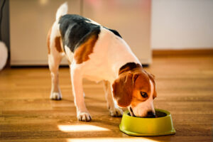 dog eating food hungry