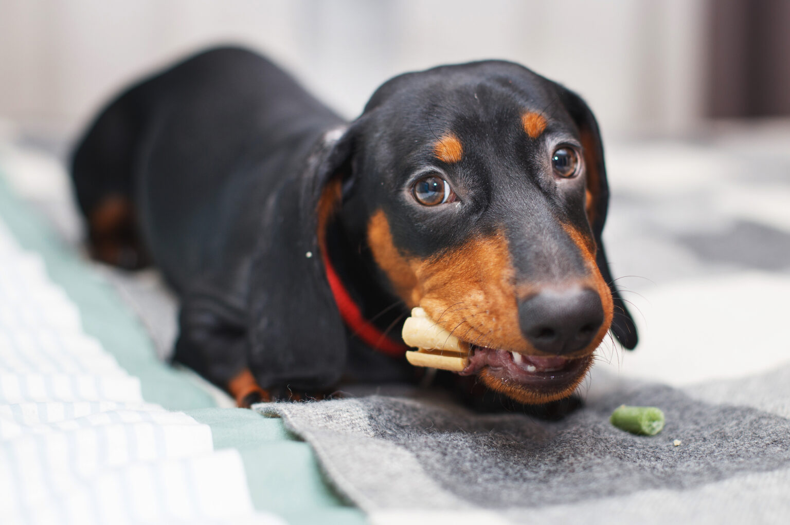 dog eating small healthy treat for weight loss
