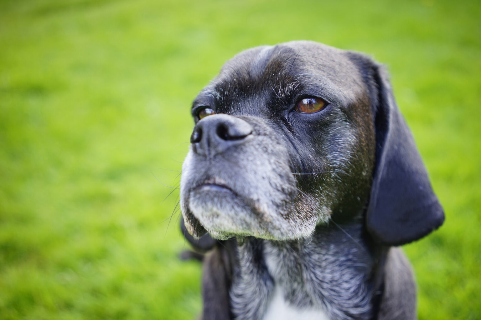 senior dog