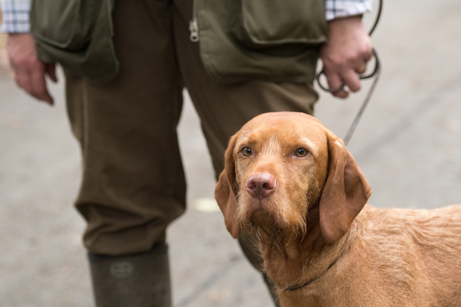 How Often Should You Walk a Senior Dog?