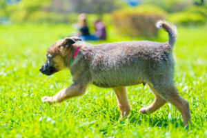 active little puppy running around on green grass on a sunny day