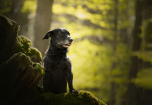 older dog