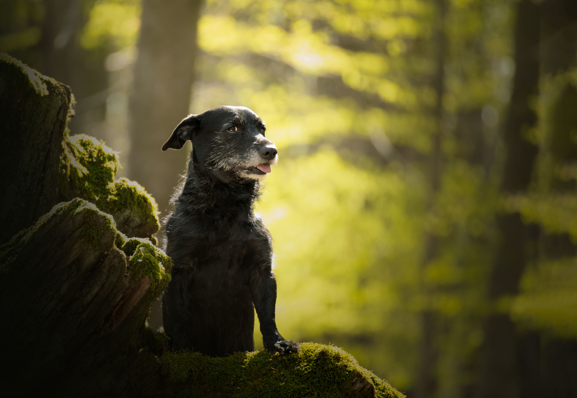 Exercises for Dogs With Arthritis