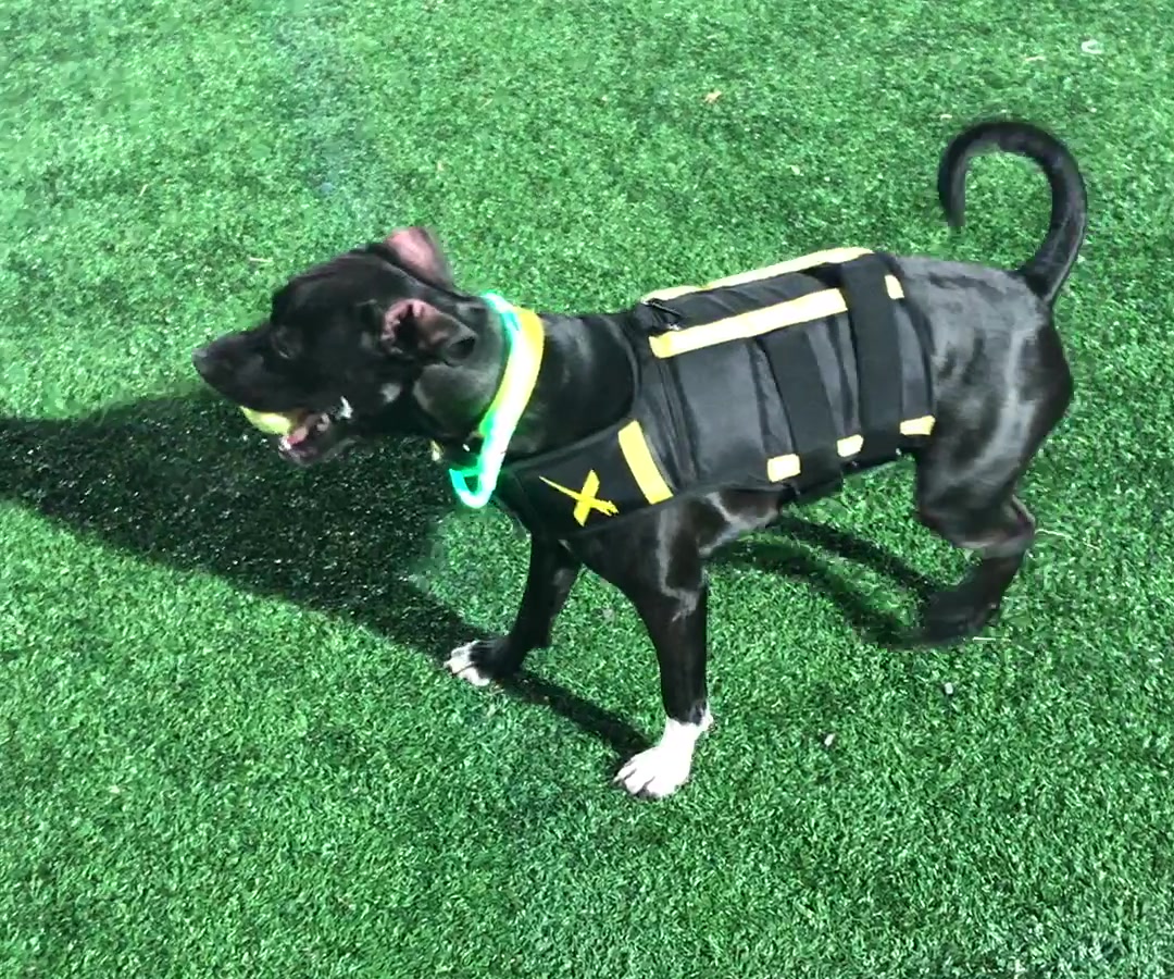 A dog walking on turf in a weighted vest with an even, relaxed stride