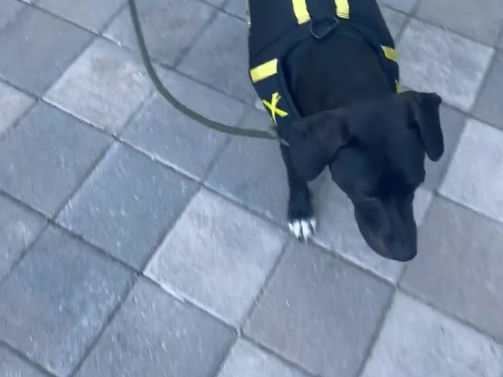 Top-down view of a weighted vest on a dog, ending before the last rib with the weight over the shoulders