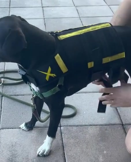 A dog standing in a fitted weighted vest while the chest strap is adjusted