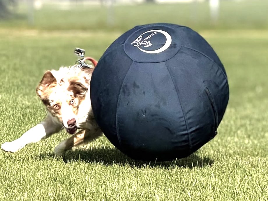 Australian Shepherd chasing a large herding ball across a grass field